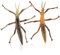 KOMBIUDA 2Stücke Realistische Insektenmodell Für Pädagogisches Entdeckerspielzeug Biologischem Und Wahrnehmungsfähigkeiten Für Lernspiele Und