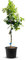 TropicTrees Limettenbaum mit einer Höhe von 160 cm und einem Stammumfang von 8-10 cm | Limetten für die Saftherstellung, als Gewürzzutat und als Zierpflanze für Innenbereiche