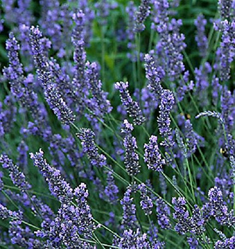 Lavender x Intermedia 'Grosso' Perennial Evergreen Plug Plants Pack x6