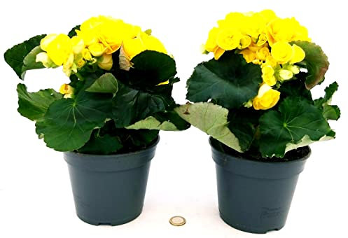 POWERS TO FLOWERS - BEGONIA GIALLA, 2 PIANTE, VASO 14 CM, piante vere
