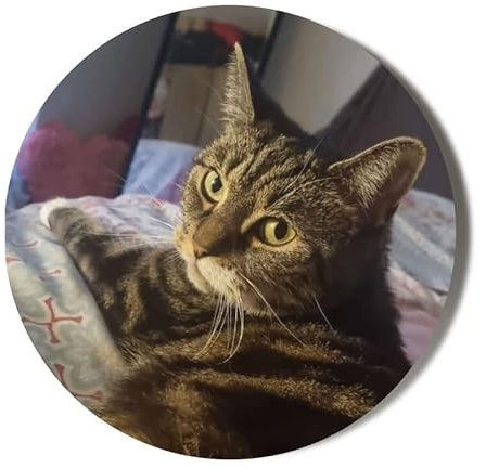 VERY CUTE GORGEOUS TABBY CAT WITH ATTITUDE LOOKING BACK AT CAMERA - 58mm Large ROUND FRIDGE MAGNET