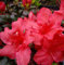 Japanische Azalee Johanna 30-40cm - Rhododendron obtusum - Zwerg Alpenrose - Gartenpflanze