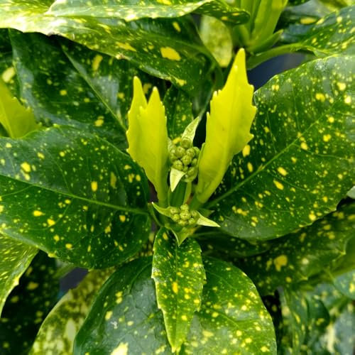 Aucuba Japonica 'Variegata' – Evergreen Shrub with Golden-Yellow Speckled Leaves, Dense Growth, Purple Flowers, Glossy Red Berries, 1X 3.5 Litre Pot by Thompson and Morgan
