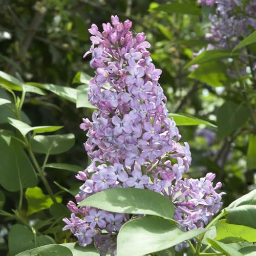 YouGarden Lilac 'Michel Buchner', Established Plant in 3L Pot, Syringa vulgaris Shrub, Ready to Plant, Spring to Summer Flowering, Fragrant Flowers to Attract Pollinators, Grow in Garden Border