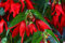 Begonia Santa Cruz - 5 Semi - Profondo Rosso