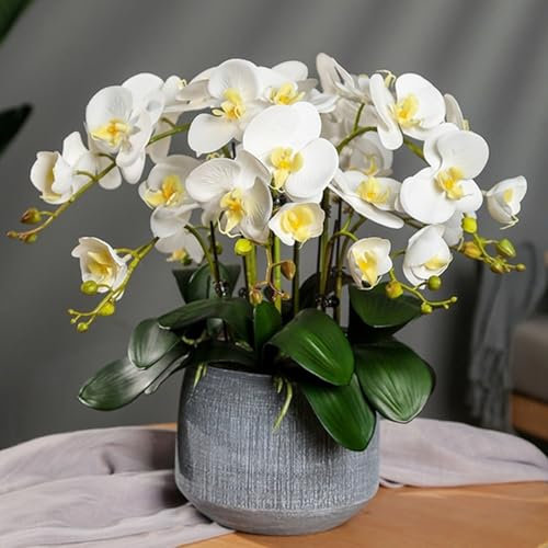 100 Unids/bolsa Semillas de Phalaenopsis Flor Orquídea Plantas Bonsai Floración multicolor Plántulas jardín para interiores y exteriores jardinería doméstica plantar Blanco