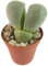 Fangblatt - 4er Set Pleiospilos nelii - lebender Granit - pflegeleichte Sukkulente - grauer Granit Lithops - lebender Stein