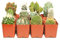 Paquete surtido de cactus (15) – Decora tu hogar/jardín con una variedad de cactus vivos saludables Jiimz
