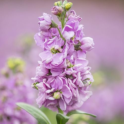 250 pcs wilde veilchen samen - winterharte kübelpflanzen gartenblumen usambaraveilchen,Matthiola incana,Violette bonsai topf praktische geschenke wiesenblumen samen blumensamen zimmerpflanzen
