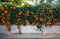 Nuovi 10 semi di fiori Clematis Orange