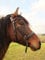 PS Pferdeartikel Weiche Gebisslose Zäumung - Trense anatomisch Tilia Größe Pony - Farbe Schwarz