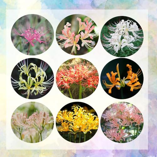 8 pcs lycoris radiata zwiebel, spinnenlilie zwiebeln winterharte stauden für pralle sonne, blumen garten spinnenlilie pflanze frühlingsblumen zwiebeln topfpflanzen echt gartenpflanzen