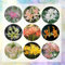 8 pcs lycoris radiata zwiebel, spinnenlilie zwiebeln winterharte stauden für pralle sonne, blumen garten spinnenlilie pflanze frühlingsblumen zwiebeln topfpflanzen echt gartenpflanzen