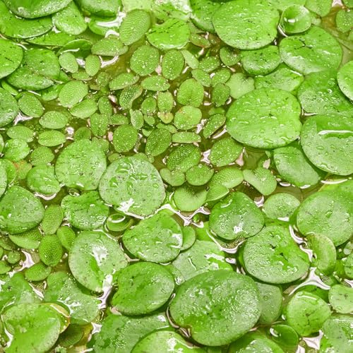 Teichpflanzen Set: Schwimmpflanzen für Teiche bis 5000L - 6x in vitro XL | 3x Südamerikanischer Froschbiss, 3x Kleinohriger Schwimmfarn im 8,5-cm-Becher - Limnobium laevigatum und Salvinia auriculata
