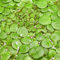 Teichpflanzen Set: Schwimmpflanzen für deinen Gartenteich | Limnobium laevigatum & Salvinia auriculata (XXL - 6x in Vitro XL 8,5cm - Teiche ab 5000 Liter)