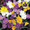 Gardeners Dream Krokusse Blumenzwiebeln Mehrjährig Winterhart Mix (25 Stk.) - Krokus Zwiebeln zum Pflanzen - Blau, Lila, Gestreift, Weiß & Gelb - Blumenzwiebeln Frühblüher Mix für Draußen