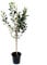 Alkmene Apfelbaum Herbstapfel allergikergeeignet Buschbaum ca. 110-140 cm 10 Liter Topf MM111