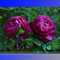 Seltene Erbstück Big Blooming purpurrote Pfingstrose Strauch Flower 'Zi Cai' Samen, Profi-Pack 5 Samen/Pack, Schöner Garten-Blumen