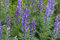 PinkdoseÂ 50 Samen Eisenhut Samen (Aconitum Napellus) weltweit giftigste Pflanze, tÃdliche SchÃnheit!
