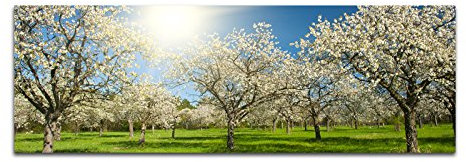Paul Sinus Art Panoramabild auf Leinwand und Keilrahmen 150x50cm Apfelbäume Blüten Frühling Sonnenlicht