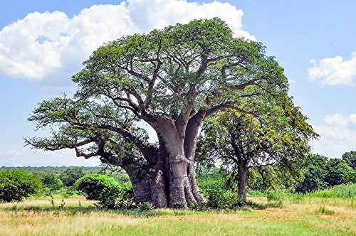Australische Baobab 4 Samen,Australischer Affenbrotbaum, Adansonia Gregorii