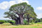 Australische Baobab 4 Samen,Australischer Affenbrotbaum, Adansonia Gregorii