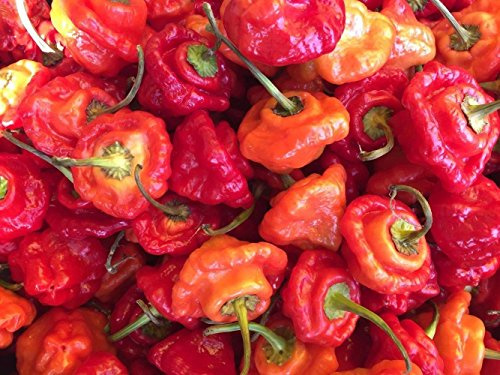 Scotch Bonnet Red 10 Samen (Rießen-Chili)