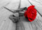 Wall Mural RED ROSE - BLACK & WHITE photo Wallpaper 254x183cm Nature wall art