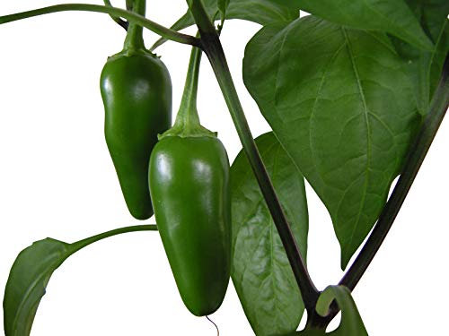 Jalapeno Early 20+ Samen *Massenträger* -Frühreife Sorte- (DOPPELPACKUNG)