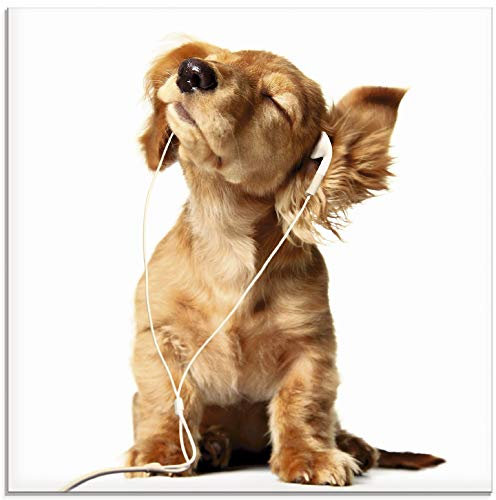 ARTland Wanddeko Glasbilder Wandbild Glas Bild einteilig Quadratisch Hund Hund Tiere Musik Dackel Welpen Lustig T5QE