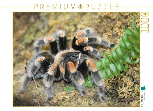 CALVENDO Puzzle EIN Motiv aus dem Kalender Vogelspinnen (Theraphosidae) | 1000 Teile Lege-Größe 64 x 48 cm Foto-Puzzle für glückliche Stunden