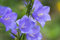 Rapunzel Campanula rapunculus 20 Samen