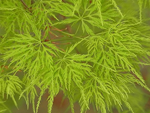 Japanese Maple 'Emerald Lace' Tree, Acer Palmatum 'Emerald Lace' 15-20cm in 12cm Pot 3fatpigs®