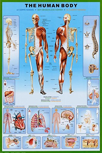 1art1 Der Menschliche Körper Poster Anatomie Plakat | Bild 91x61 cm