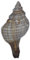 echte Trapez-Bandschnecke ca. 10-15cm fasciolaria trapezium/echte Muschel/Muscheldoration/Fischernetzdekoration