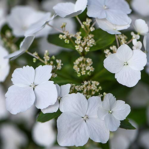 Hydrangea Garden Shrub Neat & Compact Variety with Many White Flowers, Chelsea Flower Show Plant of The Year 2018, 1 x Hydrangea Runaway Bride in a 6L Pot by Thompson & Morgan (1)