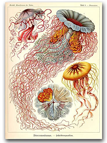 Vintage Posteria Poster Bild Bilder 40x60 cm Wand Kunst Wandbilder Schlafzimmer Anschlag Vintage Deko Ohne Rahmen WandKunst Posters Moderne Zimmer - Medusa Haeckel Ernst.