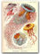 Vintage Posteria Poster Bild Bilder 40x60 cm Wand Kunst Wandbilder Schlafzimmer Anschlag Vintage Deko Ohne Rahmen WandKunst Posters Moderne Zimmer - Medusa Haeckel Ernst.