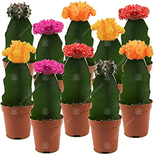 Disco Kaktus Mix Haus/Büro Pflanze, auch ideal als Hochzeitsgeschenk (10 Pack)