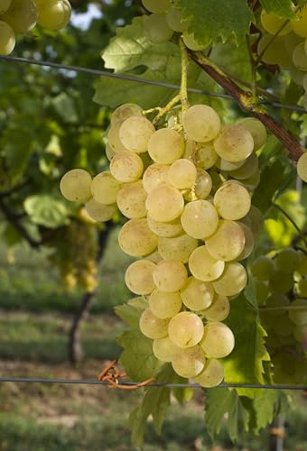 Bio-Tafeltraubenrebe Fanny – frühreifende Rebe mit großen, süßen Beeren | pilzfest & frosthart | EG-ÖKO 2018/848 | ideal für Garten, Balkon & Profianbau | Vitiserve Qualität