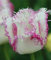 Shopmeeko 2 STÃœCKE Schwarze Tulpenzwiebeln Tulipa Gesneriana schöne seltene Blume, mehrjährige Gartentulpe, Didier's Tulpe Für Hausgartenpflanze: 10