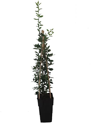 Pyracantha o Espino de Fuego Natural Árbol de Exterior Fácil de Cuidar