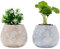 Disney Alice au pays des merveilles Lot de 2 mini pots de fleurs avec plantes artificielles