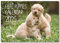 2025 A4 Welpenkalender Monatsansicht A3 geöffnet Hunde Wandkalender von Absolutely Yours.