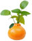 Handgefertigte kleine Keramik-Vase Orange, für Hydrokulturpflanzen, einzigartiger Akzent für Zuhause/Schlafzimmer/Büro