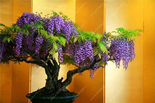 PlenTree 10pcs / bag Wisteria Samt wisterias Bonsai Samen Baumsamen Indoor s 100% echter Samen für Hausgarten: 1