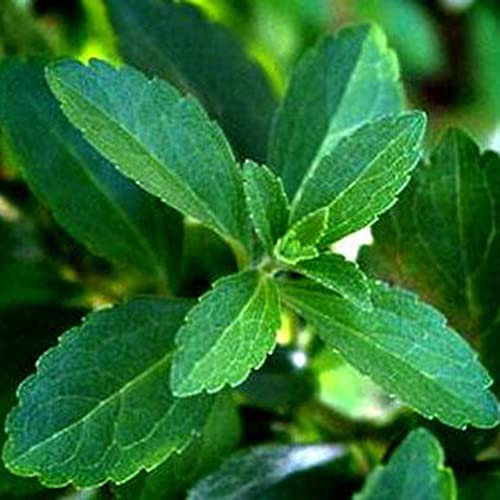 Haloppe Stevia-Pflanzensamen für die Bepflanzung des Hausgartens, Stevia Rebaudiana-Samen, natürliche süßere Pflanze, Hausgarten, Balkon, Bonsai-Dekoration Stevia-Samen