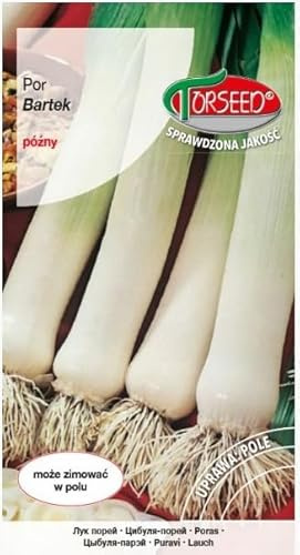 Verdica Bartek Lauchsamen Allium ampeloprasum – Spät reifend, winterhart, hoher Ertrag, ideal für Freiland, 20-30 cm Pseudostamm (1 Gramm)