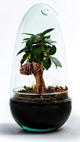 Growing Concepts DIY Nachhaltiges Ökosystem om Glas - Flaschengarten Egg Medium - Ficus Ginseng - H25xØ12cm