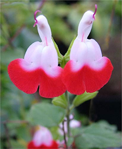 Potted Garden Plant Salvia, Ideal for Gardens & Outdoors Producing White and Red Flowers During Summer, 1 x Salvia Hot Lips Plant in a 1 Litre Pot by Proctors Nursery